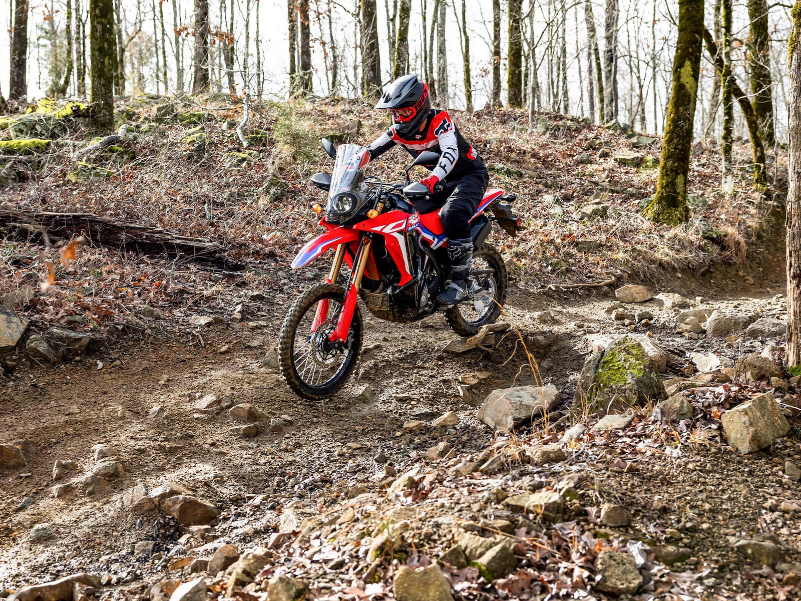2024 Honda CRF300L RALLY Motorcycle