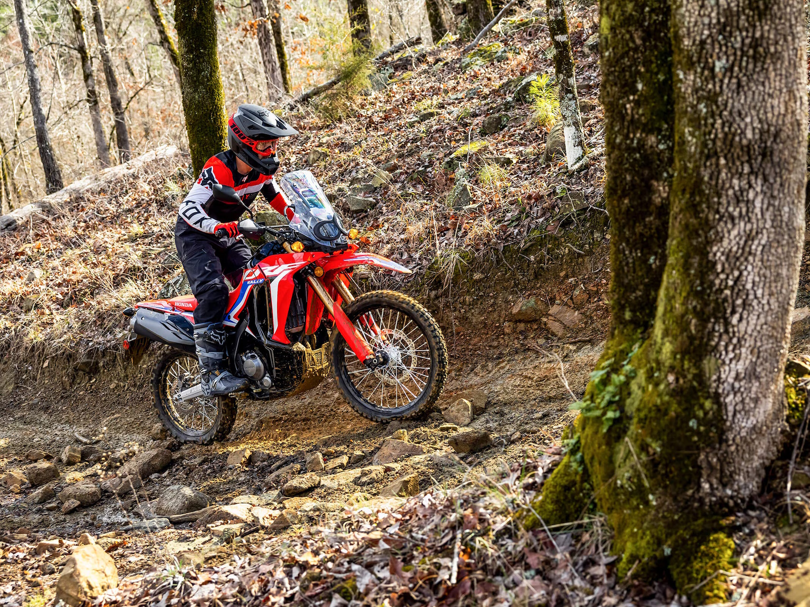 2024 Honda CRF300L RALLY Motorcycle