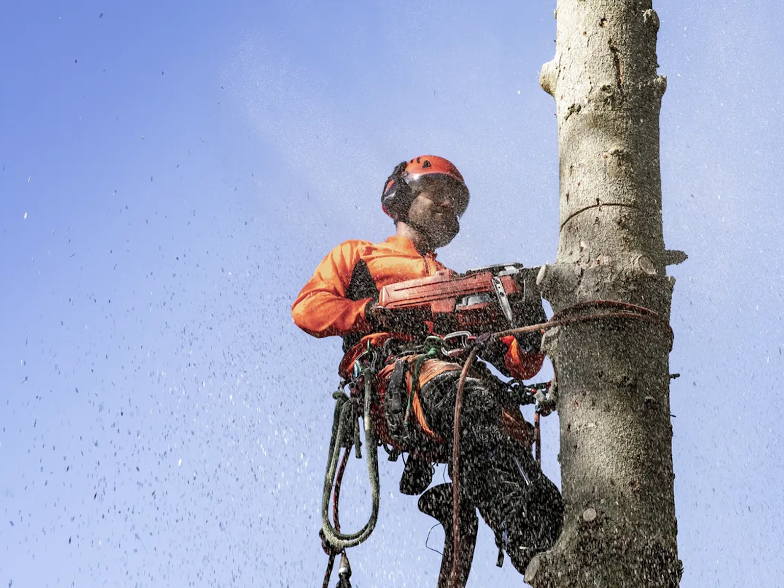 2026 Husqvarna Power 550 XP Mark II Chainsaw
